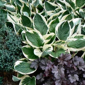 Hosta 'Minuteman' - Plantain Lily