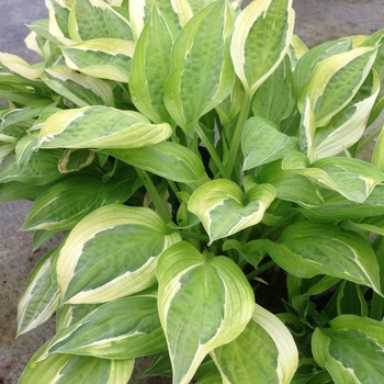 Hosta 'Snake Eyes' - Plantain Lily