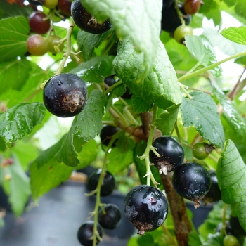 Ribes rubrum - 'Wellington'