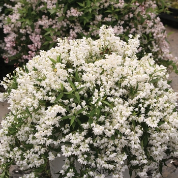 Deutzia x - Yuki Snowflake®