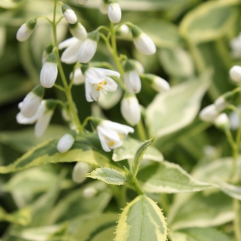 Deutzia gracilis - Creme Fraiche®