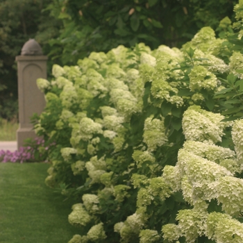 Hydrangea paniculata - 'Limelight' 