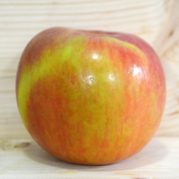 Malus domestica - Northern Spy