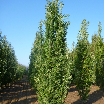 Quercus robur 'Fastigiata' - Pyramidal English Oak