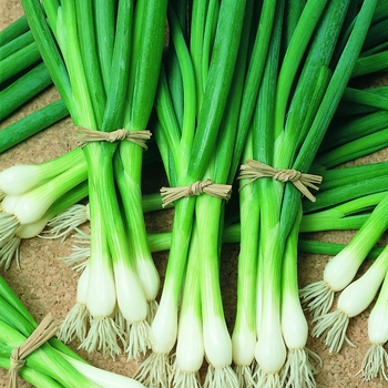 Southport - Bunching Onion