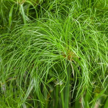 Cyperus papyrus - Graceful Grasses® Prince Tut™