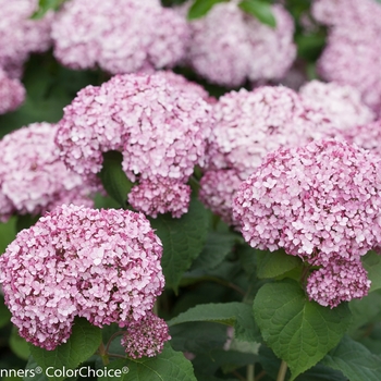 Hydrangea arborescens - Incrediball® Blush