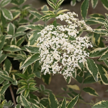 Sambucus nigra - Instant Karma®