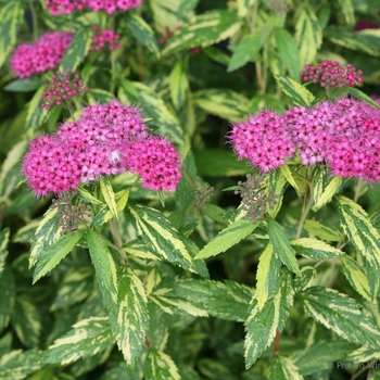 Spiraea japonica - Double Play® Painted Lady®