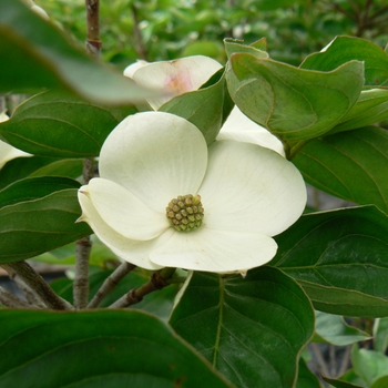 Cornus kousa 'KN30-8' - Venus® Chinese Flowering Dogwood