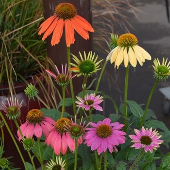 Multiple Varieties - Echinacea - Coneflower