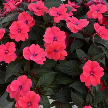 Impatiens x hawkeri Sunstanding 'Neon Rose' - New Guinea Impatien