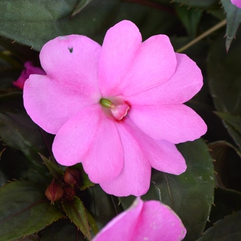 Impatiens x hawkeri Sunstanding 'Lavender' - New Guinea Impatien