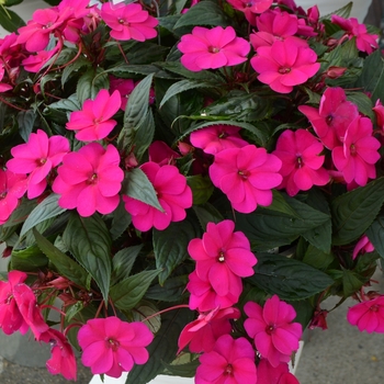 Impatiens x hawkeri - Sunstanding Purple