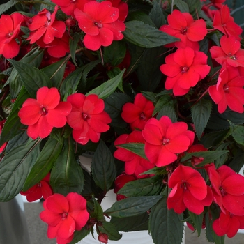 Impatiens x hawkeri - Sunstanding Cherry Red