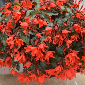 Begonia x tuberhybrida - Summerwings® Coral Elegance