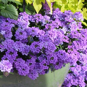 Verbena 'Blue' - EnduraScape™ Verbena