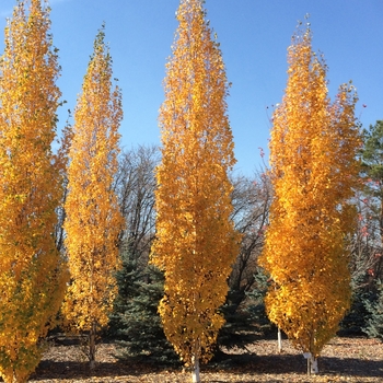 Betula platyphylla - Parkland Pillar® 