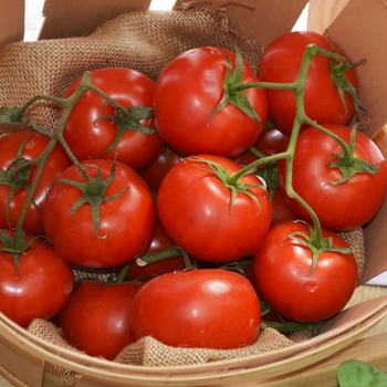 Tomato - Bonny Best