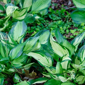 Hosta hybrid - Fire and Ice' Hosta