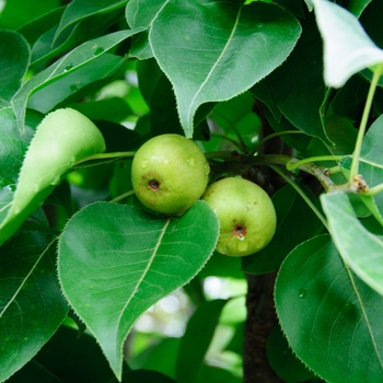Pyrus 'Bartlett' - Pear