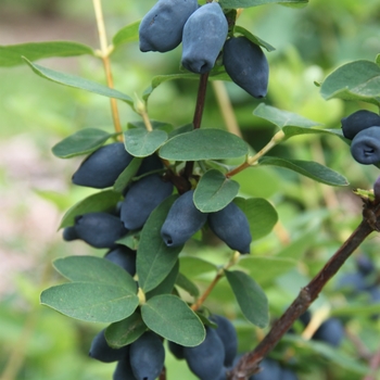 Lonicera caerulea - Yezberry Honey Bunch®