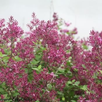 Syringa x - Bloomerang® Dark Purple