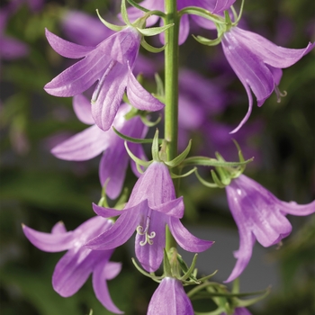 Campanula rapunculoides 'Campbell™ Blue' - Bellflowers