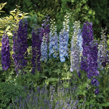 Delphinium 'Excalibur 'Dark Blue Dark Bee' - Delphinium