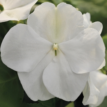 Impatiens White - Impatiens