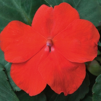 Impatiens Red - Impatiens