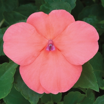 Impatiens Salmon - Impatiens