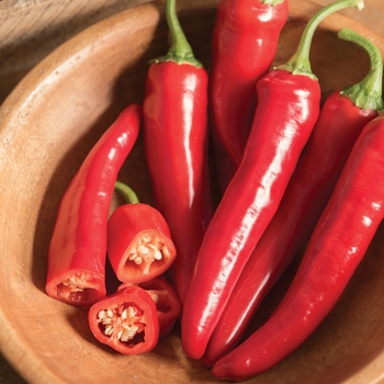 Capsicum annuum 'Red Ember' - Cayenne Pepper