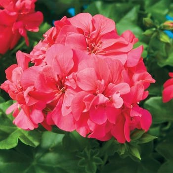Pelargonium peltatum 'Freestyle Cherry Rose' - Ivy Geranium