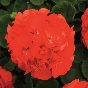 Pelargonium x hortorum 'Rocky Mountain Orange' - Zonal Geranium