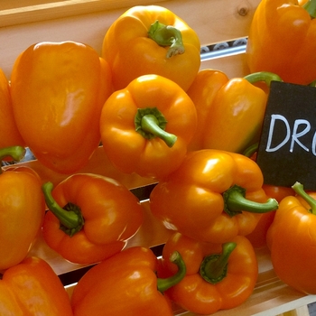 Capsicum annuum - Orange Bell Pepper