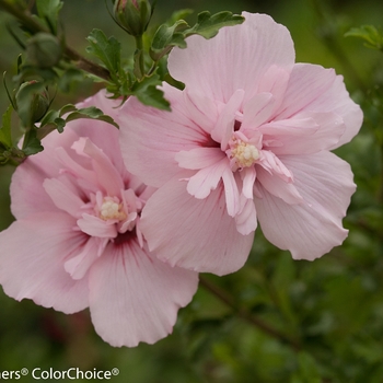 Hibiscus syriacus - Pink Chiffon®