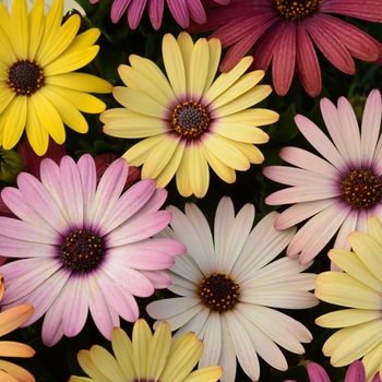 Osteospermum ecklonis - Akila® Grand Canyon Mixture African Daisy
