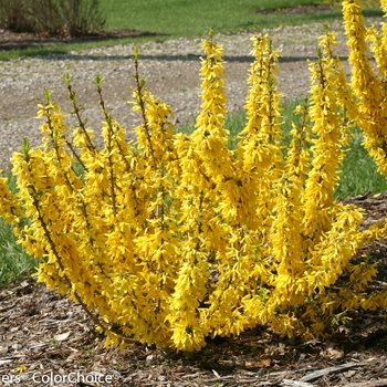 Forsythia x - Show Off® Sugar Baby®
