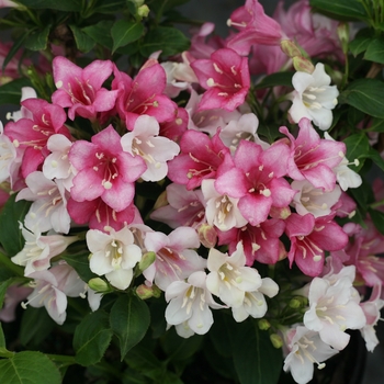 Weigela florida - Czechmark Trilogy®