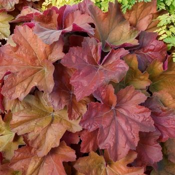 Heuchera 'Souther Comfort' - Alum Root