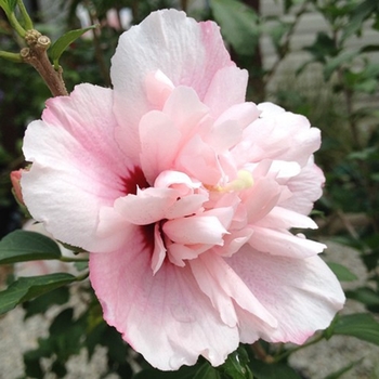 Hibiscus syriacus 'Rose of Sharon' - Althea