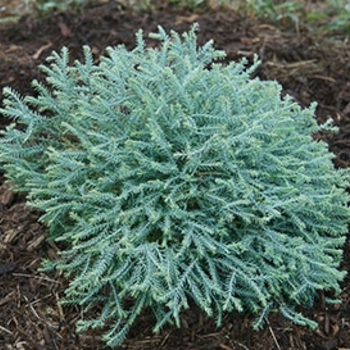 Thuja occidentalis 'Concesarini' PP24013 - Pancake™ 