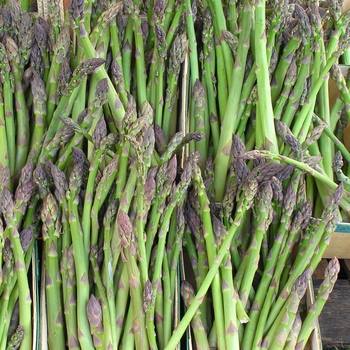 Asparagus officinalis 'Jersey Giant' - Asparagus