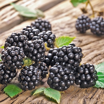 Rubus fruticosa - Blackberry