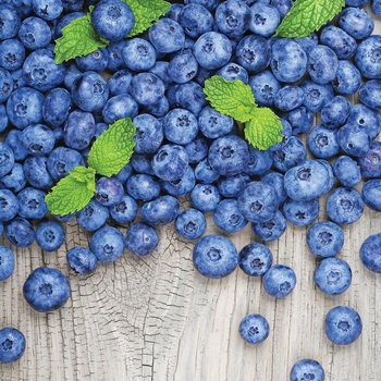 Blueberry - 3 in 1 Blueberry