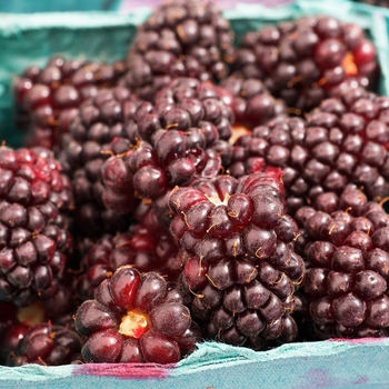 Rubus ursinus x ideaus 'Thornless' (Boysenberry) - Thornless Boysenberry