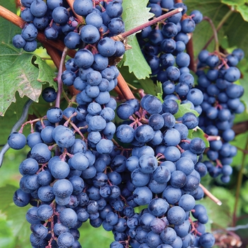 Vitis labrusca 'Concord' - Concord Grape
