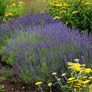 English Lavender