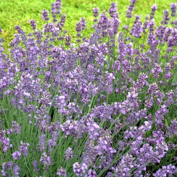Lavandula angustifolia - Munstead Lavender